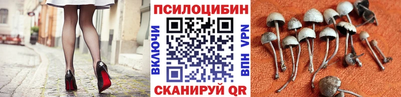 Псилоцибиновые грибы мицелий  Купить где  Нальчик 